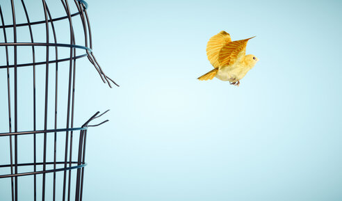 free bird