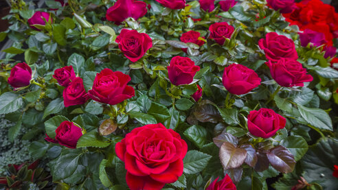 red rose bush