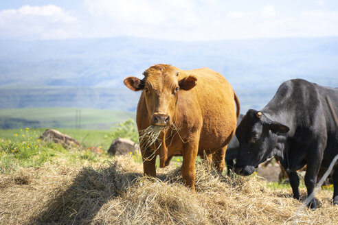 Cows eating
